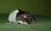 DSC_0021~4.jpg