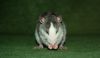 DSC_0027~12.jpg