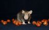 DSC_0029~16.jpg