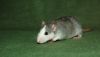 DSC_0033~10.jpg