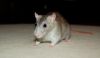 DSC_0035~3.jpg