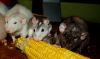 DSC_0039.JPG