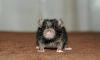 DSC_0043~11.jpg