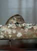 DSC_0052~6.jpg