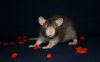 Filename=DSC_0066~9.jpg
Filesize=143KiB
Dimensions=2047x1272
Date added=Feb 17, 2015 DSC_0066~9.jpg