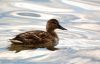DSC_0067~6.jpg