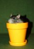 DSC_0078~6.jpg