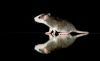 Filename=DSC_0091~6.jpg
Filesize=55KiB
Dimensions=1200x736
Date added=Aug 24, 2012 DSC_0091~6.jpg