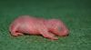 DSC_0098~4.jpg