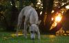 DSC_0101~11.jpg