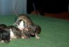 Filename=DSC_0127~7.jpg
Filesize=122KiB
Dimensions=1200x818
Date added=Aug 13, 2012 DSC_0127~7.jpg