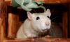 DSC_0132~12.jpg