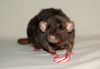 DSC_0144.jpg