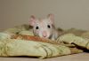 DSC_0145~15.jpg