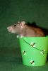 DSC_0149~10.jpg