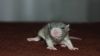 DSC_0152~9.jpg
