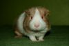 DSC_0154~0.jpg