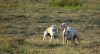 DSC_0154~11.jpg
