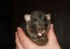 DSC_0156~0.jpg