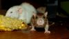 DSC_0158~3.jpg