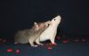 DSC_0162~5.jpg