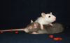 DSC_0165~5.jpg
