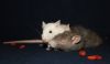 DSC_0167~17.jpg