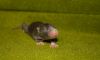 DSC_0168~4.jpg