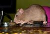 DSC_0174~7.jpg