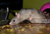 DSC_0191~9.jpg