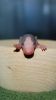 DSC_0193~4.jpg
