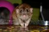 DSC_0195~4.jpg