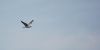 DSC_0195~9.jpg