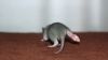DSC_0196~10.jpg