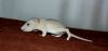 DSC_0196~11.jpg