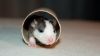 DSC_0196~7.jpg
