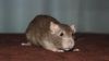 DSC_0197~5.jpg