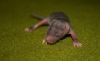 DSC_0204~10.jpg