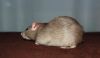 DSC_0210~5.jpg