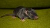 DSC_0214~10.jpg