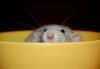 DSC_0219~1.jpg