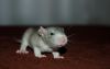 DSC_0227~7.jpg