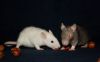DSC_0231~6.jpg
