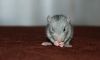 DSC_0237~10.jpg