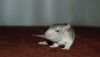 DSC_0237~11.jpg