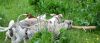 DSC_0237~12.jpg