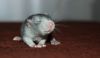 DSC_0252~5.jpg