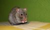 DSC_0252~6.jpg