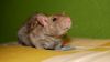 DSC_0254~9.jpg