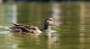 DSC_0274~4.jpg
